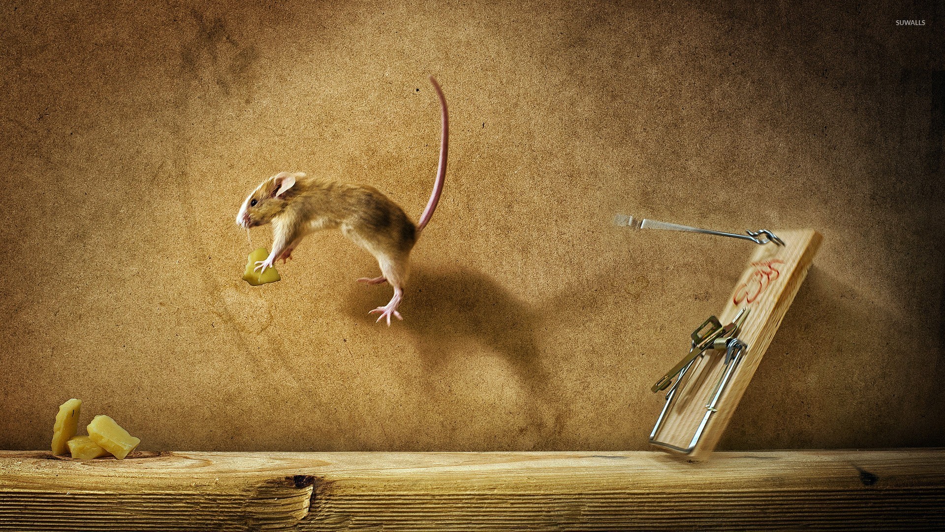 Specialist inspecting a home for rodent entry points